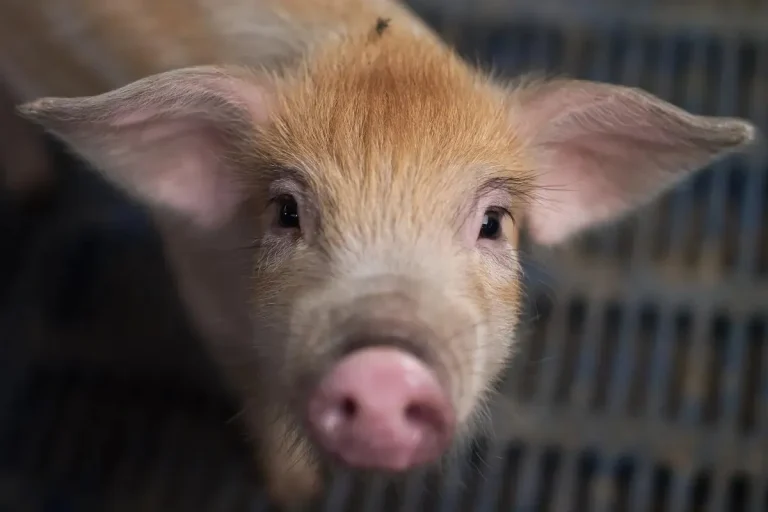 AIが動物の感情を解釈するための研究